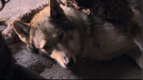 阿尔法：与狼共患难，科达与狼在洞中共同生存