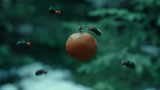 昆虫总动员：瓢虫叼起苹果就想跑，结果半路被苍蝇打劫，人多势众