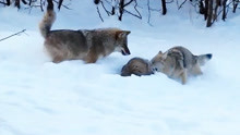美洲獾大战北美灰狼，以一敌二打得野狼屁股尿流，比平头哥还强悍