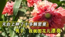 [图]天台上种了10多颗罂粟，男子想干啥？“我就是看罂粟花好看”