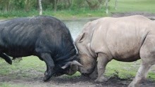 当1000公斤水牛遇上2000公斤犀牛，两牛相斗，结果会怎么样？