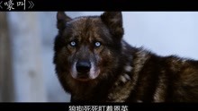 韩国犯罪片：罪犯团伙相继丧命，没想是一只狗替主人报仇