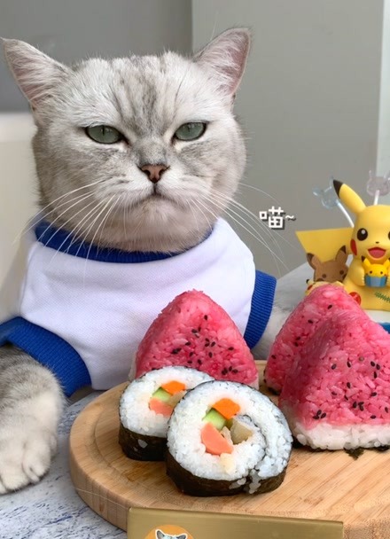 料理猫王知乎图片