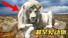 7只最独特的狮子，通体白色眼睛发蓝，人家才不是得了白化病！