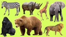 认识动物园的斑马、长颈鹿和狐猴