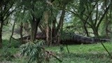 蛇王岛：几人树林吵架，泰坦巨蟒路过打酱油，把众人吓懵了