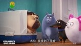 爱宠大机密2：狗狗吧猫砂当零食，还吃得贼起劲？太可怕了吧