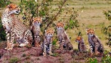 东非塞伦盖蒂大草原上，孤丘母猎豹，正惬意地带孩子呢