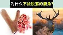 [图]鹿角会自然脱落，为什么不直接捡脱落的角？而要割？