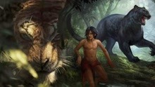 被狼养大的孩子赶走了老虎，拯救了狼群《森林之子毛克利》