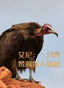 艾尼：一只秃鹫的伟大旅程
