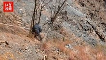 百米悬崖上 民警救援被钢丝套栓住国家二级保护动物斑羚