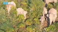 云南普洱亚洲象群家族喜添新丁！新生小象跟着大象出没咖啡地