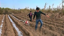 [图]小明正在干农活，小丫牵了一只牛头梗来帮忙，这家伙太霸气了