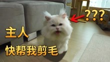 [图]一只可爱的波斯猫，由于毛发长的过快，最后却长成了鳌拜