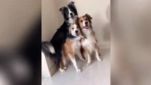 搞笑萌宠：一起长大的3只狗狗，每次拍照都要抱在一起