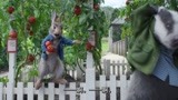 比得兔2：汤米偷西红柿，居然偷了一口袋，看完惊呆了