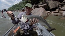 食人鱼到底吃不吃人，今天杰里米带大家揭秘亚马逊60种的食人鱼