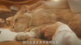 老九门之青山海棠：二月红是一个猫奴啊，撸猫的手法很熟练