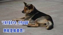 [图]“土狗不能养十年，不然必成精”，到底是啥意思？老狗真会成精吗