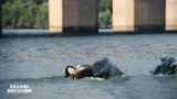 汉江怪物：女儿被怪物抓走，小伙子跳入水中，却救不了她！