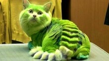 [图]5个世界上最稀有的猫！浑身绿色的猫咪，引领喵星界的时尚浪潮