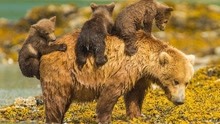 小灰熊非常可爱，对妈妈来说，孩子是它的全部！