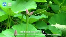 [图]In Shandong丨The twin lotus flower on one stalk: the luck of 1 in 100,000