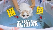 [图]猫和鱼一起游泳，水上水下两副面孔