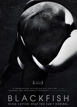 Watch the latest Blackfish (2020) online with English subtitle for free English Subtitle