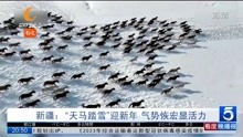 新疆:“天马踏雪”迎新年 气势恢宏显活力