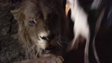 《狮子王》：沙祖害狮子午餐没了，狮子转头就要吃它，吓坏了