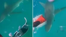 男子到鲨鱼湾潜水捕鱼，遭到鲨鱼袭击，靠一个举动惊险逃生