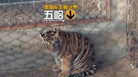 線上看 鄧超認養小老虎 鹿晗王勉共同給老虎取名 (2023) 帶字幕 中文配音，國語版