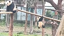 熊猫爬栖架不慎滑落，秒变吊单杠，网友：腿到用时方恨短啊