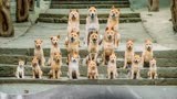 《忠犬八公》希望世界上的每一只小狗，都有幸福的狗生！