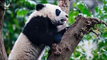 未成年在熊猫基地被警告
