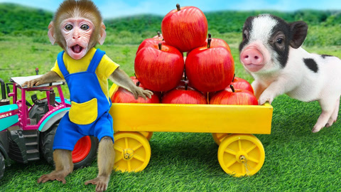 有趣的小猴子:小猴小猪忙果园,收获水果乐翻天!
