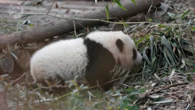 【 大熊猫金喜茱萸将旅居西班牙10年 】4月24日，据成都大熊猫繁育研究基地消息，大熊猫“金喜”“茱萸”将于4月29日启程，前往西班牙马德里动物园，开启为期10年的旅居生活，延续两国人民40多年“熊猫情”。（视频据iPanda熊猫频道）