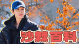 《种地吧第3季》涨知识啦，沙棘树雌雄异体