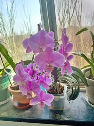 苔花
